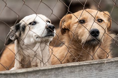 shelter auf deutsch|dog shelter in spanish.